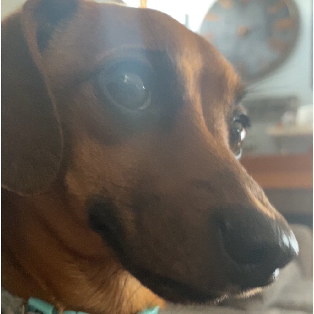 Meet your Posher, Lillie